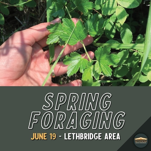 Spring Foraging - Lethbridge <span>E1102</span>
